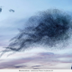 Illustration for article titled Photographer transforms plastic bags into beautiful bird flocks